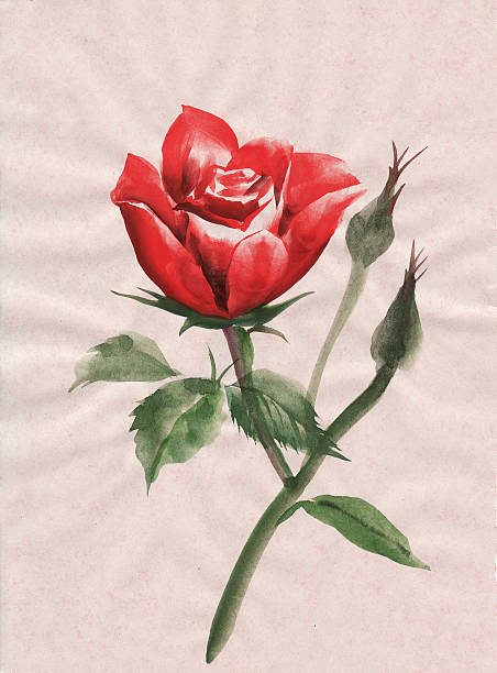 istock Red rose watercolor painting 510679320