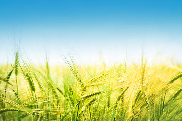 istock Green ears of wheat against the blue sky 510680362