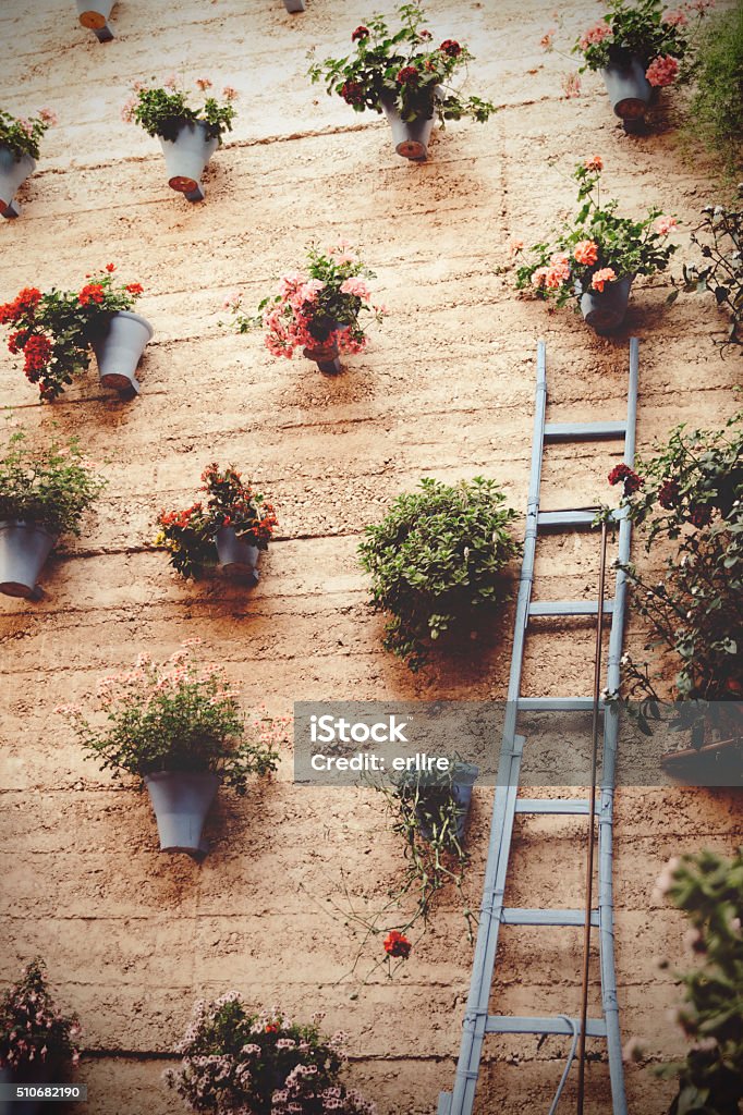 Different flowers in pots hanging on wall Different hanging potted flowers. Ladder leaning on wall. From below Blossom Stock Photo