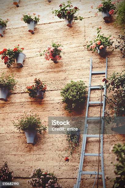 Different Flowers In Pots Hanging On Wall Stock Photo - Download Image Now - Blossom, Botany, Day