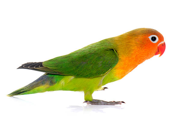 istock young fischeri lovebird 510682736
