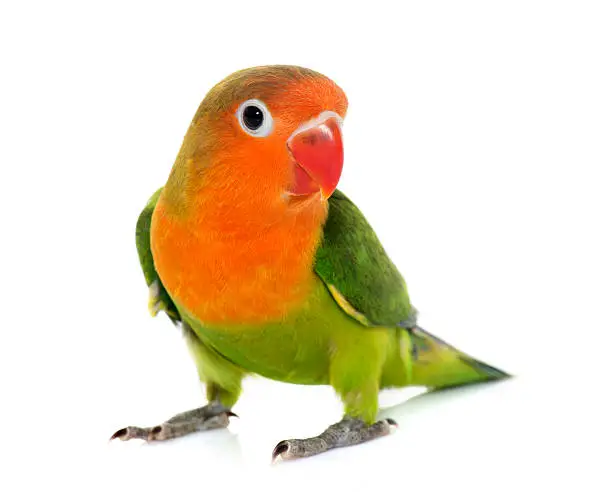 Photo of young fischeri lovebird