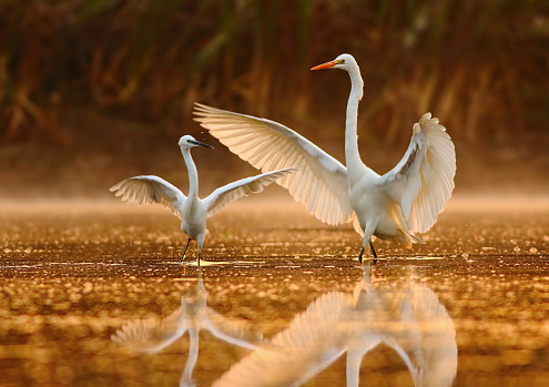 Dance of egrets in golden morning.