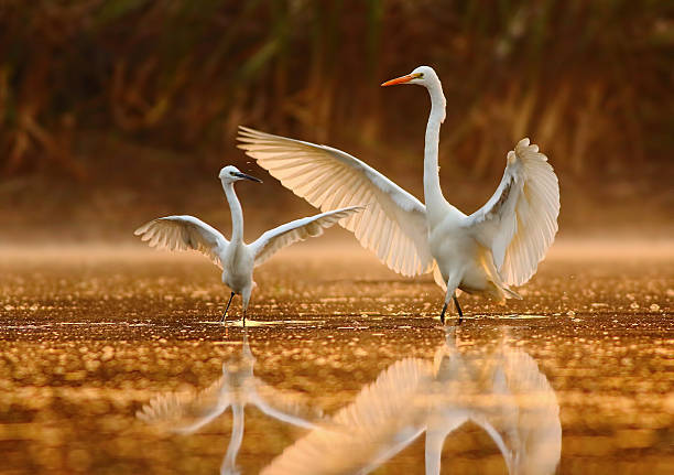 The Dance  Competition Dance of egrets in golden morning. bharatpur photos stock pictures, royalty-free photos & images