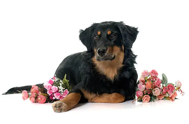 young black hovawart in front of white background