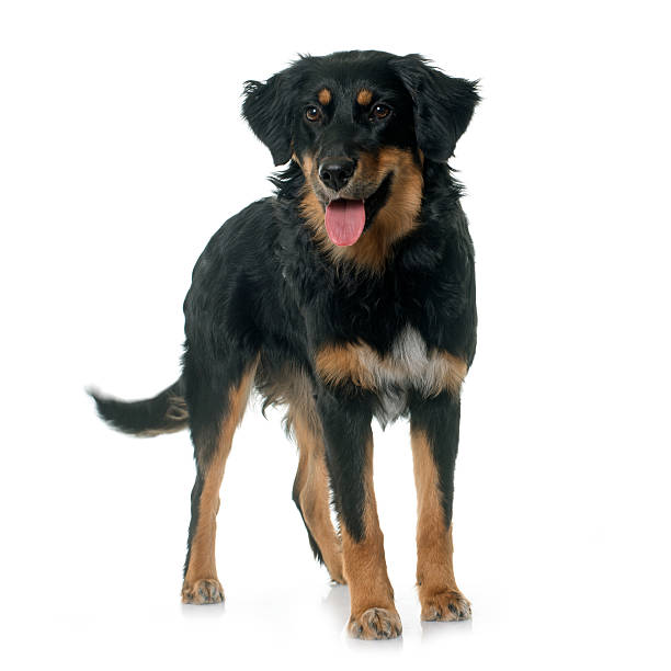 istock young black hovawart 510683160