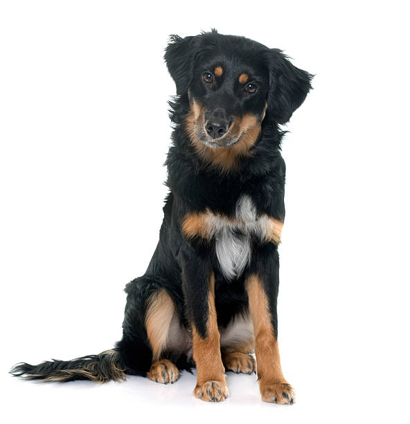 istock young black hovawart 510683322