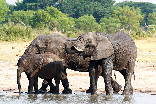 istock Elephants drinking at waterhole 510683360