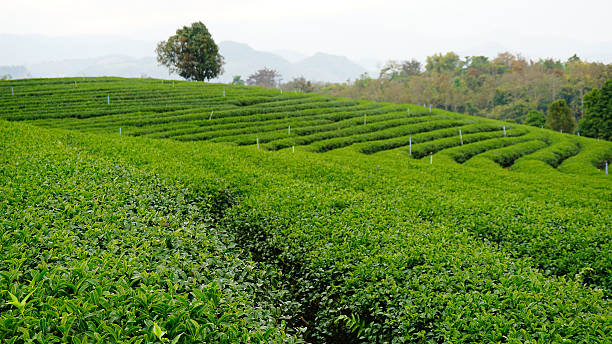 istock tea plantation 510683448
