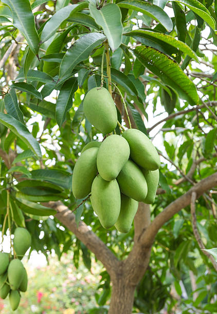 istock Green mangos on the tree 510684236