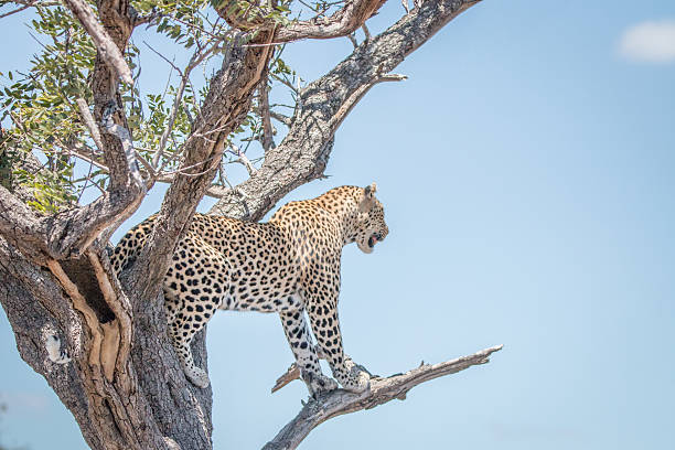 istock Leopard on the lookout 510684252