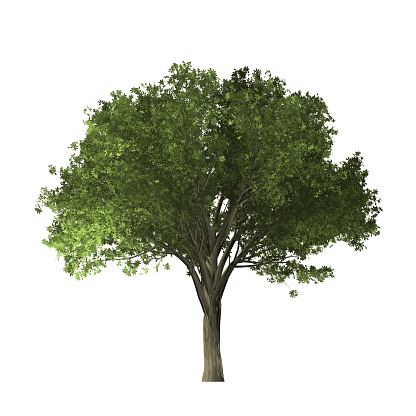 Digitally painted elm tree. 