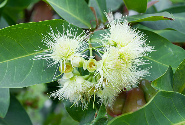 istock rose apple flower in garden fruit 510684640