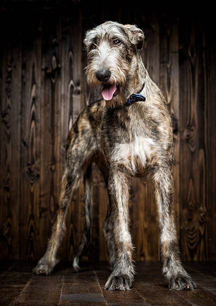 Irish Wolfhound stock photo