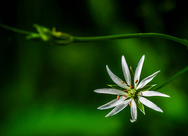 istock Chlorophytum flower 510685246