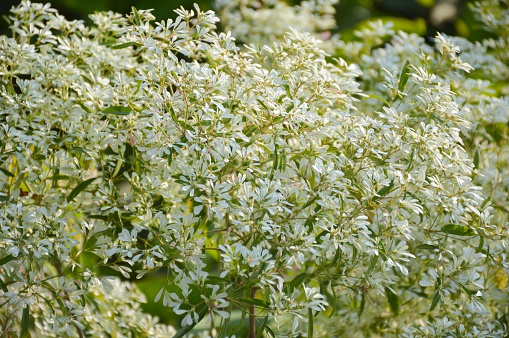 White Christmas tree or Euphorbia leucocephala plants in nature garden