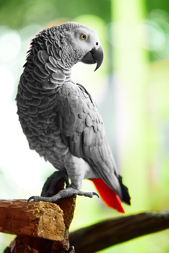 Birds, Animals. Closeup Portrait Of African Grey Parrot ( Psittacus Erithacus ) Or Jako. Travel To Thailand, Asia. Tourism.