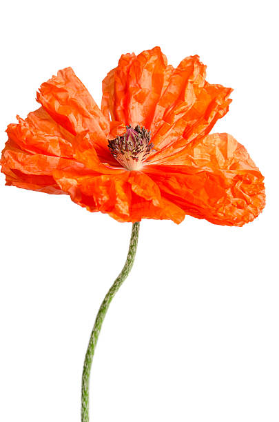istock single red poppy isolated on white 510686710