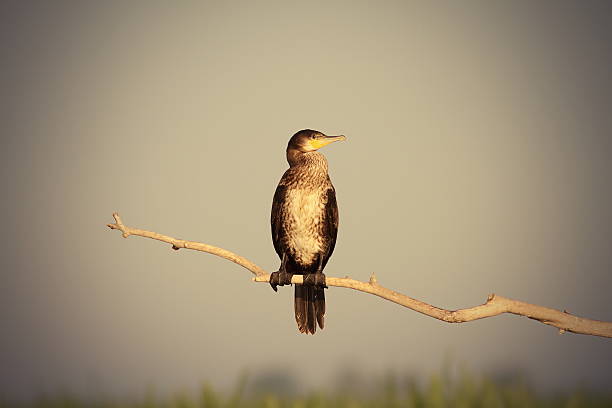 istock great cormorant on branch 510686756