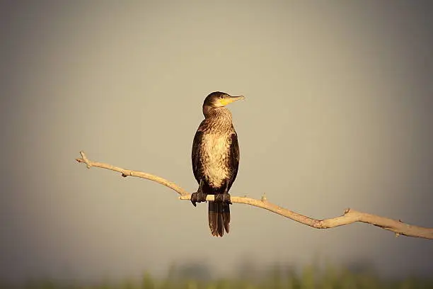 Photo of great cormorant on branch