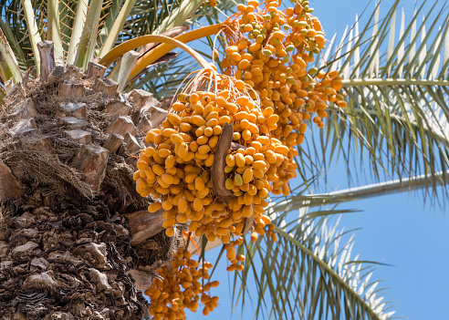 Cluster of dates on the palm tree