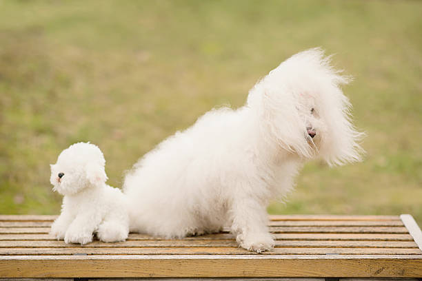 Bichon bolognese dog in the park