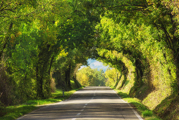 istock Tunnel from the trees 510688590
