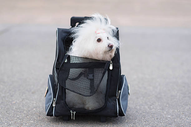犬 ビション ハバニーズ犬のバッグ - semi soft ストックフォトと画像