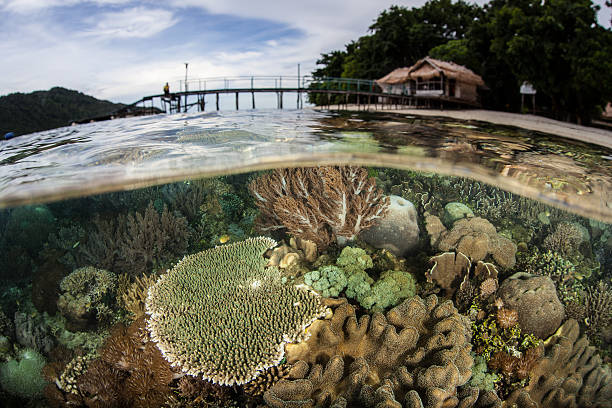 istock Tropical Coral Reef in Shallows 510689517