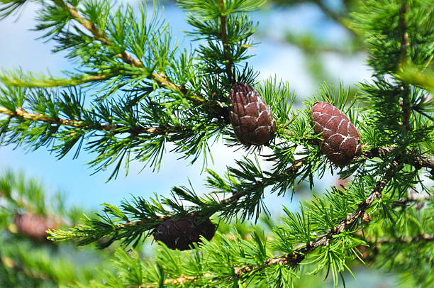 istock twig of larch with cones 510689548