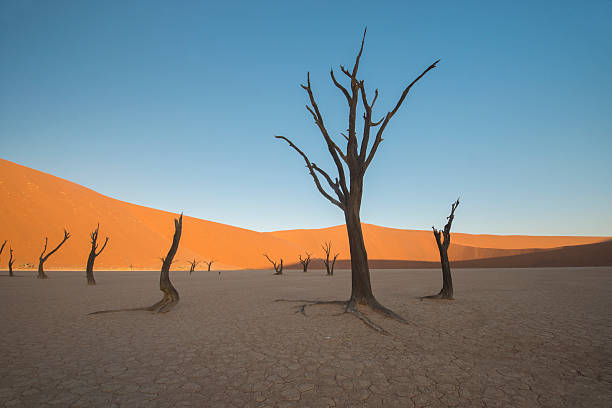 istock Dead Trees at Deadvlei, Sossusvlei, Namibia, Africa 510689581