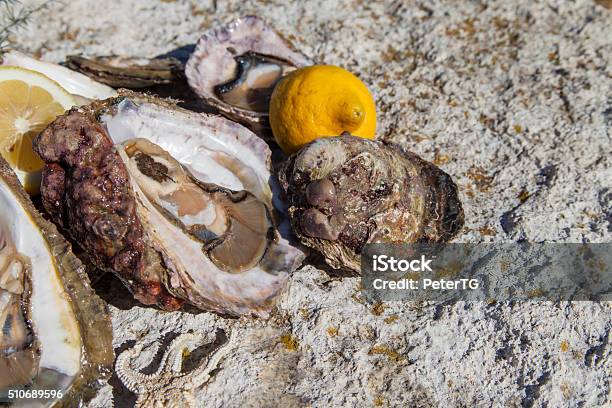 Fresh Picked Oysters On Sea Coast Stock Photo - Download Image Now -  Adriatic Sea, Animal Shell, Beach - iStock