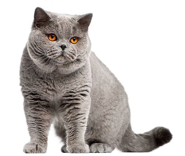 istock British Shorthair cat, 2 years old 510690100