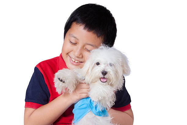 istock Boy embraces a maltese dog in studio 510690196