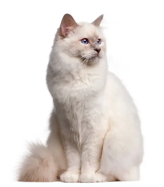 Birman cat, 9 months old, in front of white background