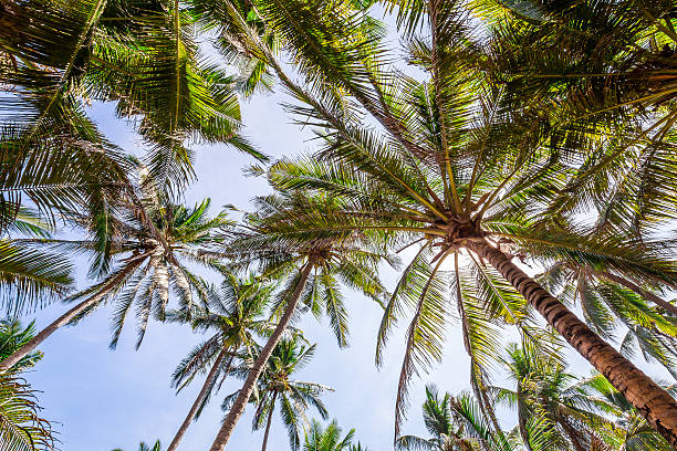 istock Low agle view of tropical palm tree forest -stock image 510690730