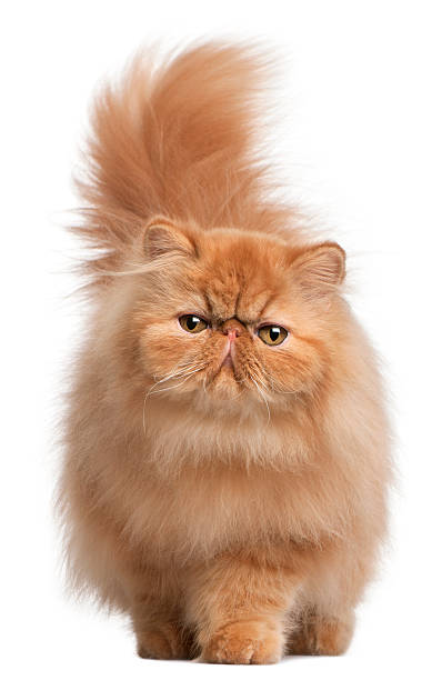 persische katze, 6 monate alt, vor weißer hintergrund - animal fur domestic cat persian cat stock-fotos und bilder