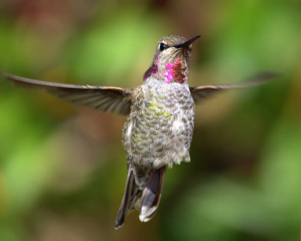 istock Hummingbird 510691169