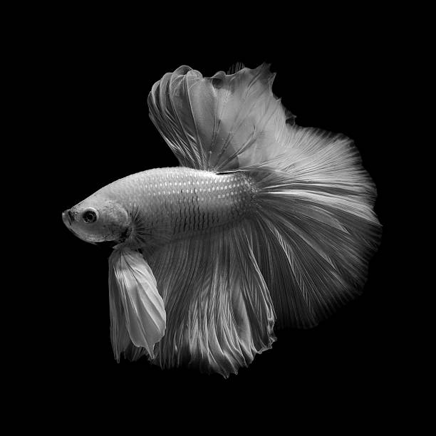 istock betta fish isolated on black background 510691224