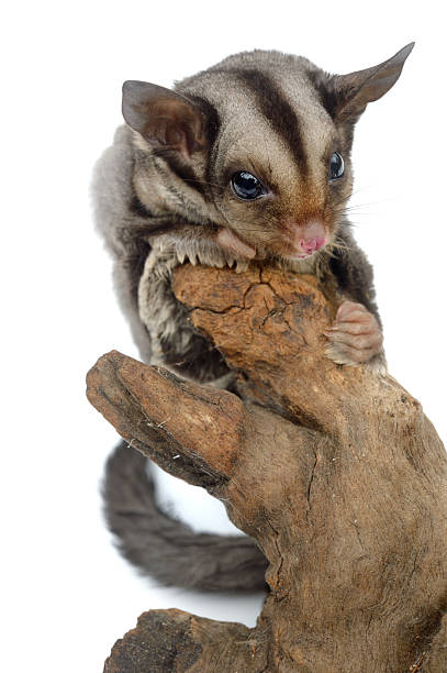 istock Australian Sugar Glider 510691712