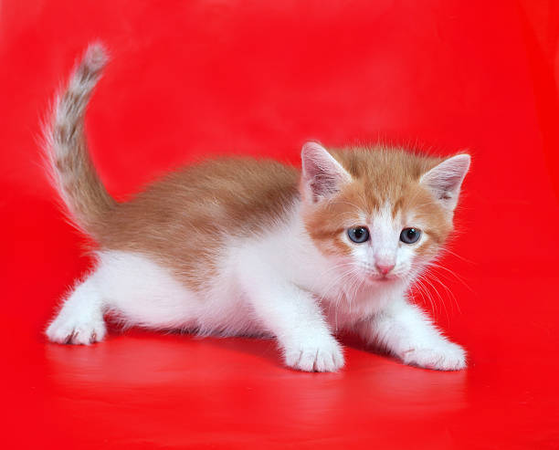 istock Small fluffy ginger and white kitten lies on red 510691869