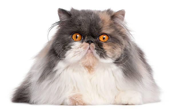 istock Persian cat, 18 months old, in front of white background 510692050