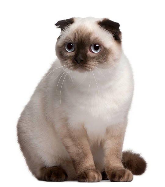 istock Scottish Fold cat, 11 months old, 510692400
