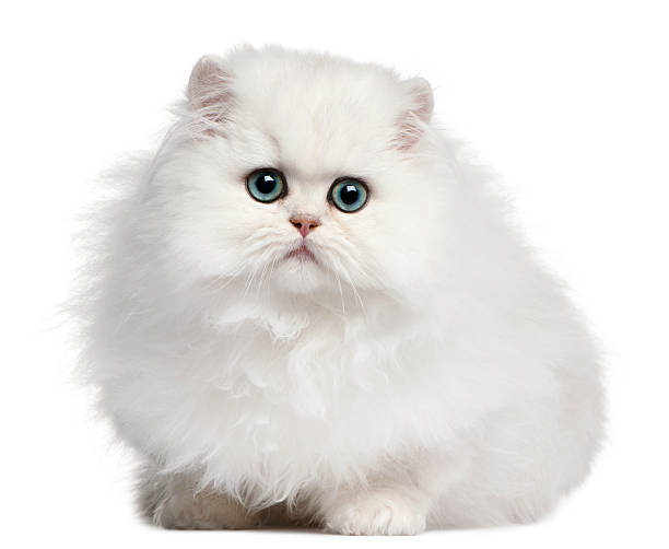 istock Persian kitten, 4 months old, in front of white background 510692448