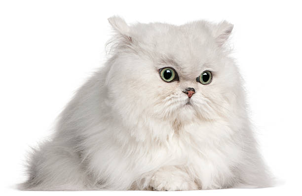 istock Persian cat, 2 years old, in front of white background 510692512