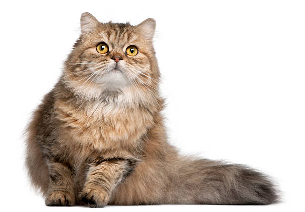 British Longhair cat, 1 year old, British Longhair cat, 1 year old, in front of white background british longhair stock pictures, royalty-free photos & images