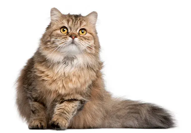 Photo of British Longhair cat, 1 year old,