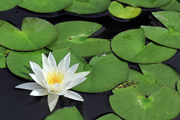 istock lotus flower 510692657