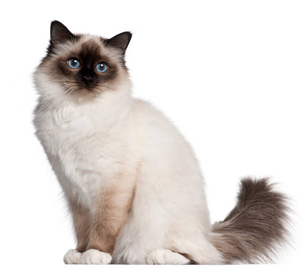 istock Birman cat, 11 months old, sitting 510692930