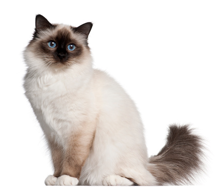 Domestic ragdoll cat sitting motionless on carpet and squinting at camera